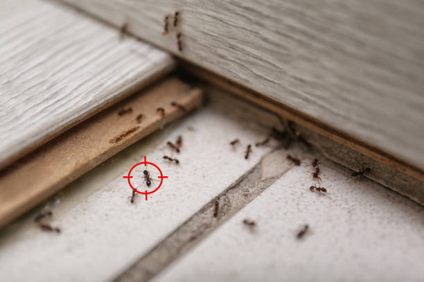 Flea Control Services in Hammonton, NJ