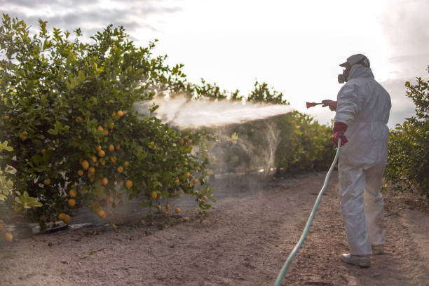 Best Pest Removal Services  in Hammonton, NJ